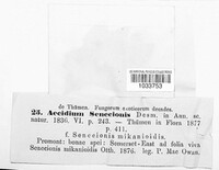Aecidium senecionis image